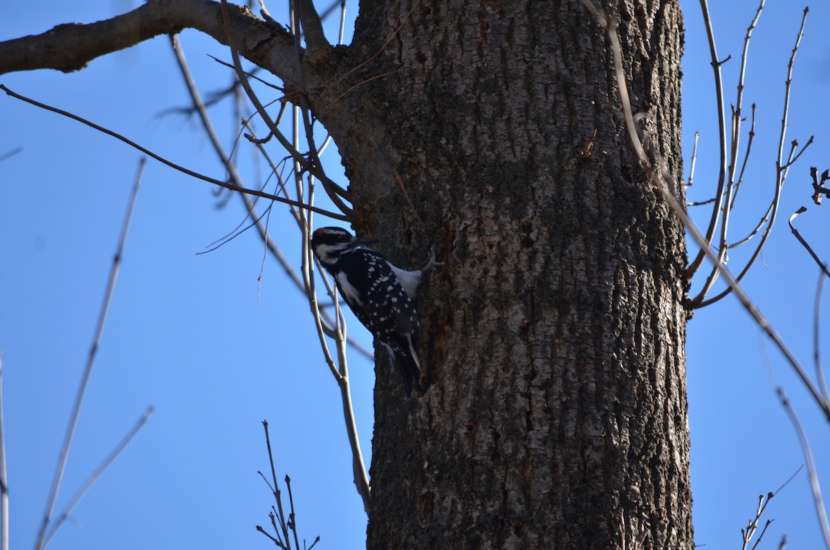 Hairy Woodpecker (Eastern) - ML647142324