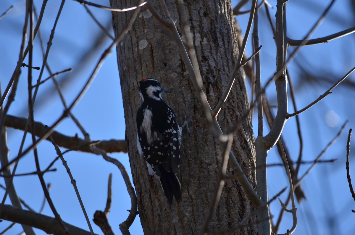 Hairy Woodpecker (Eastern) - ML647142325