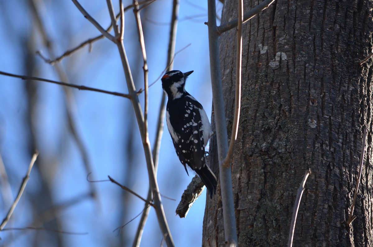 Hairy Woodpecker (Eastern) - ML647142327