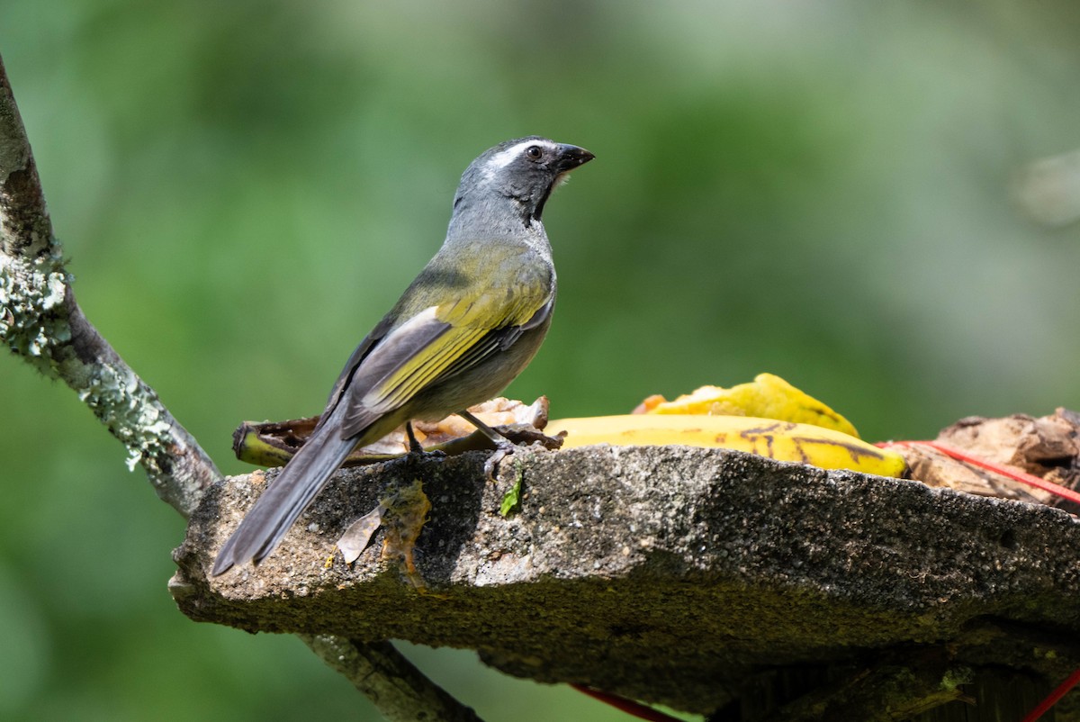 Green-winged Saltator - ML647142328