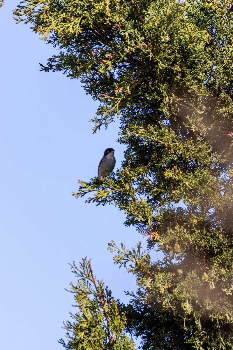 Sardinian Warbler - ML647142331