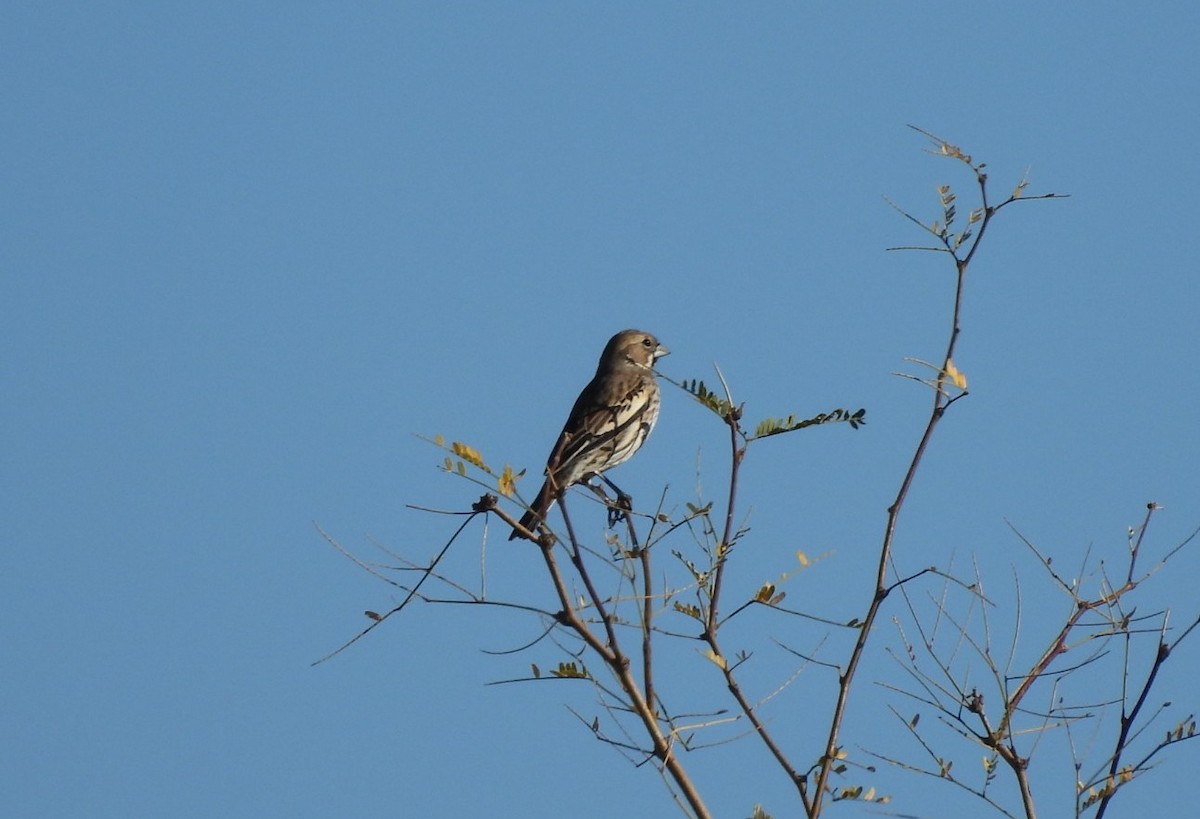 Lark Bunting - ML647142335