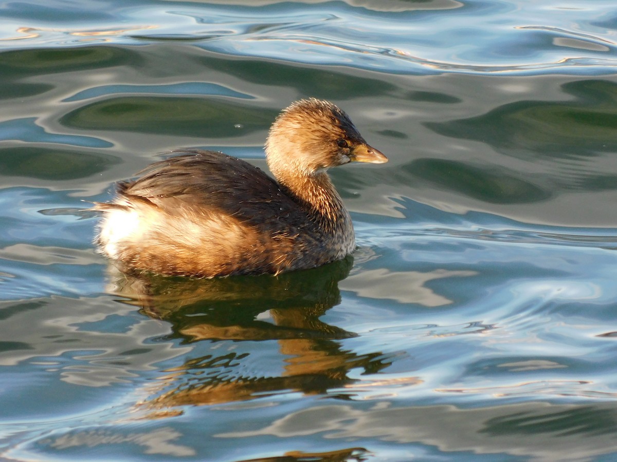 טבלן עקוד-מקור - ML647142336
