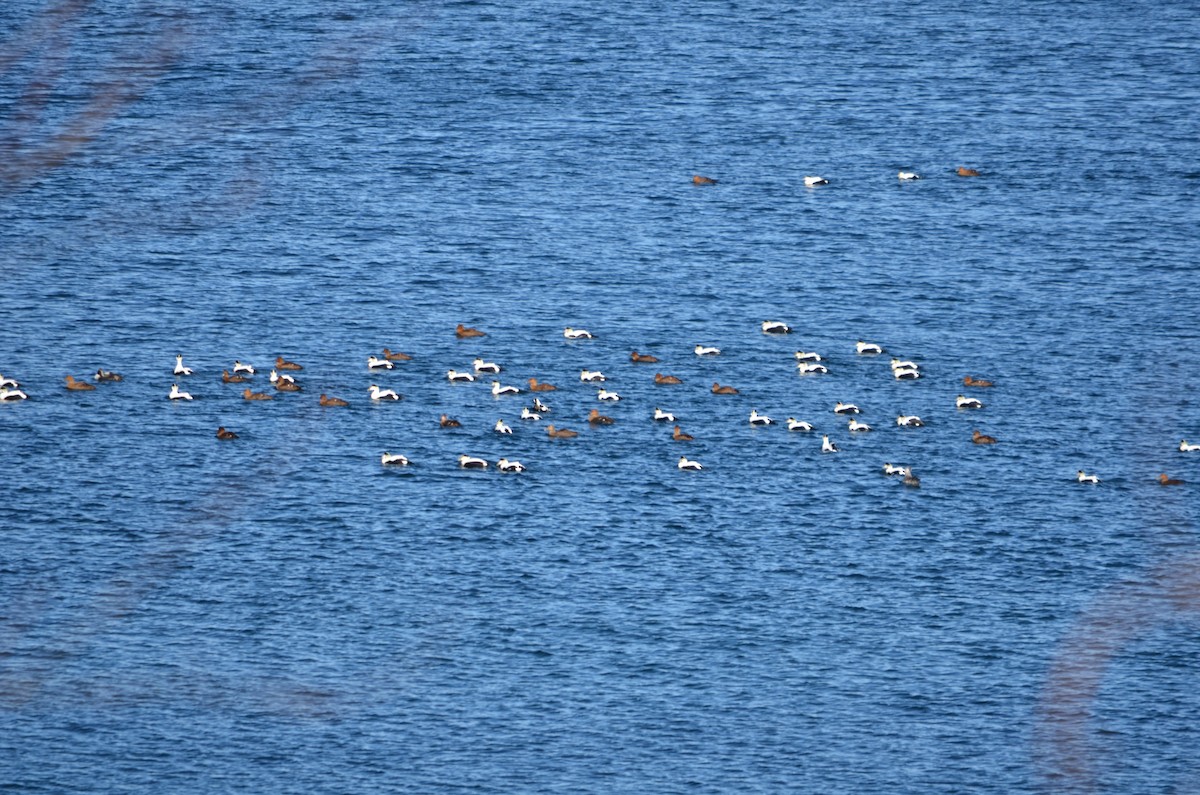 אדרית שחורת-כיפה (dresseri) - ML647142337