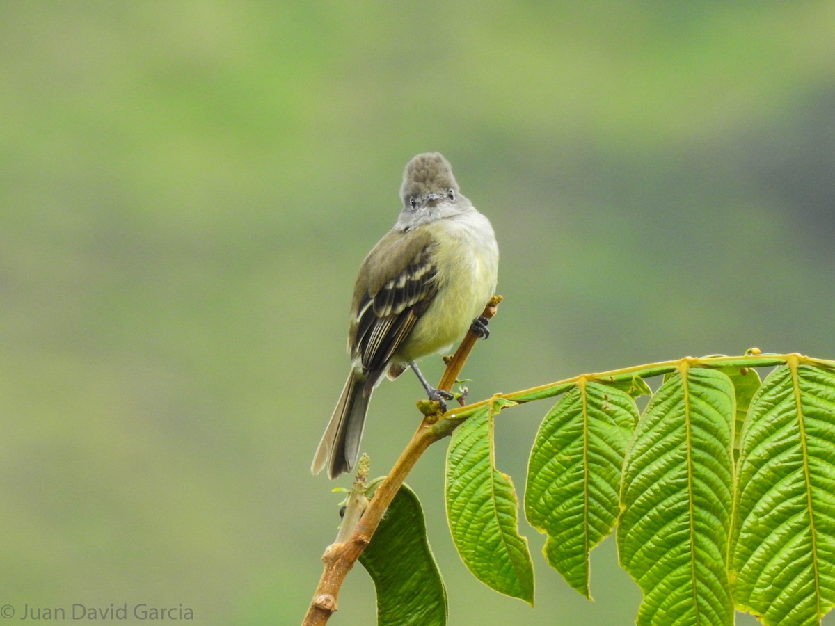 Yellow-bellied Elaenia - ML647142338