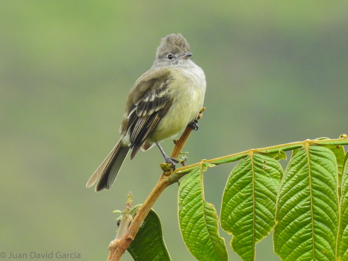 Yellow-bellied Elaenia - ML647142339