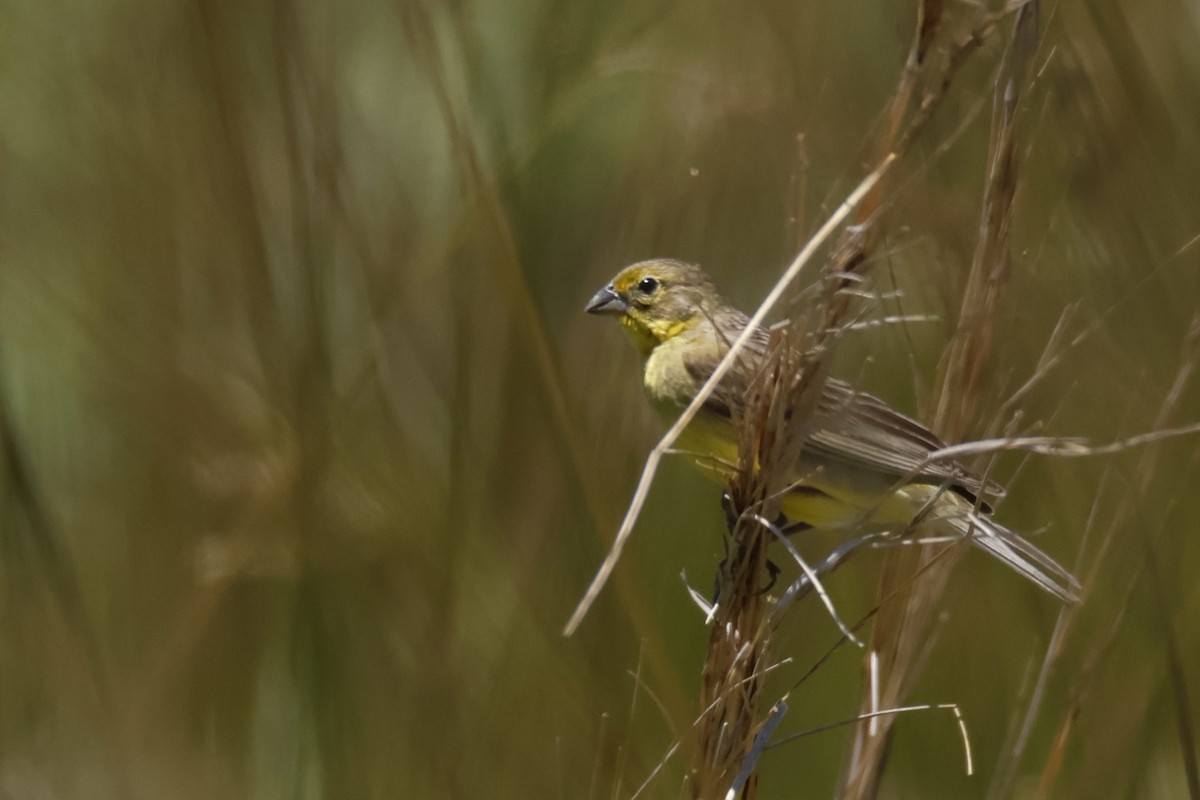 Kurzschnabel-Gilbtangare - ML647142340