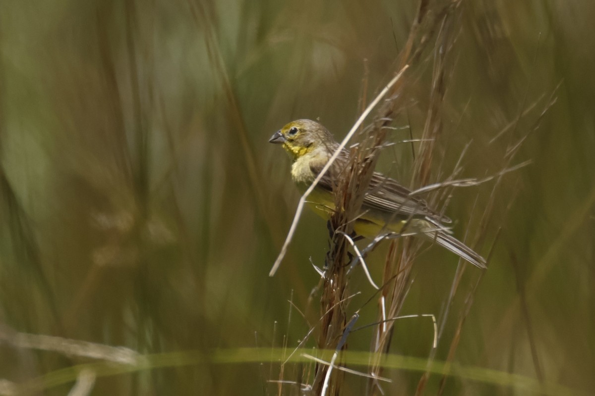 Kurzschnabel-Gilbtangare - ML647142341