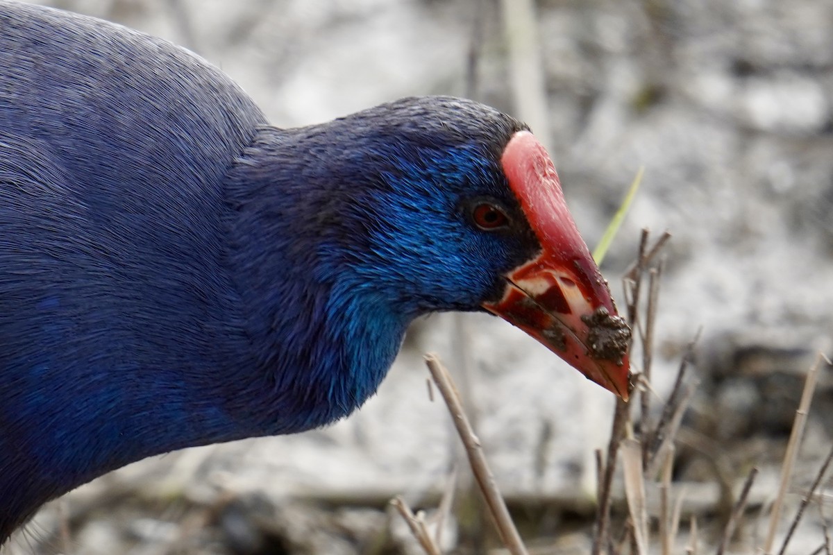Western Swamphen - ML647142343