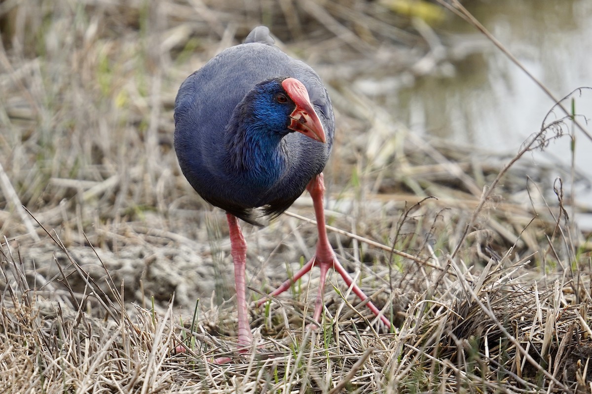 Western Swamphen - ML647142344