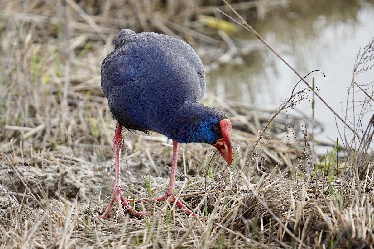 Western Swamphen - ML647142345