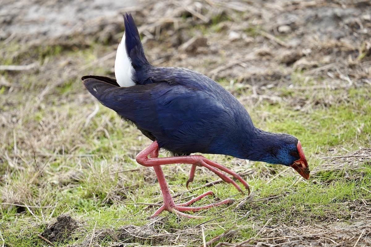 Western Swamphen - ML647142346