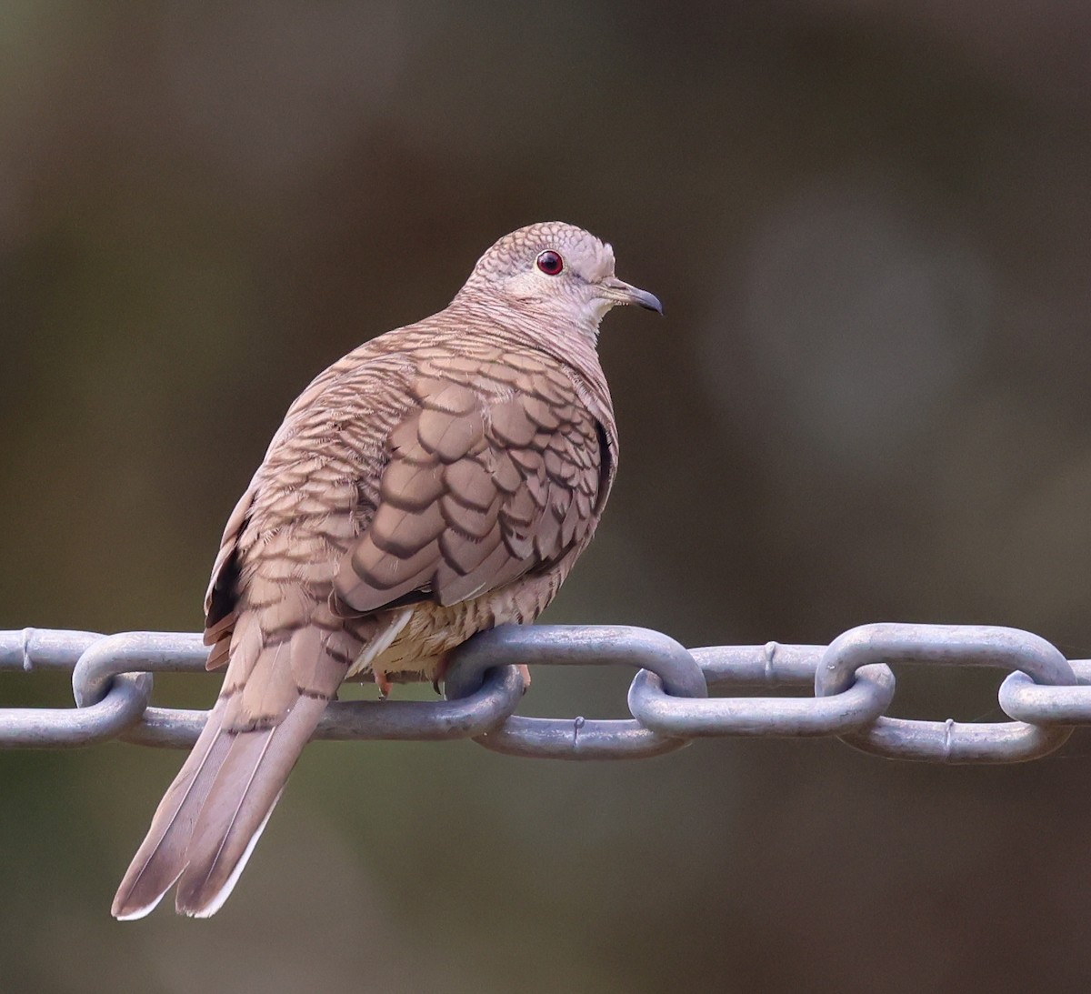 Inca Dove - ML647142347