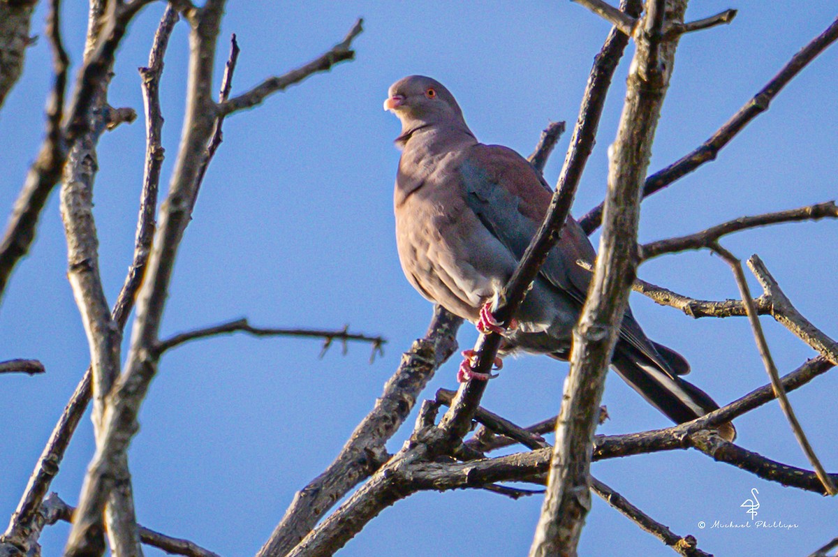 Red-billed Pigeon - ML647142355