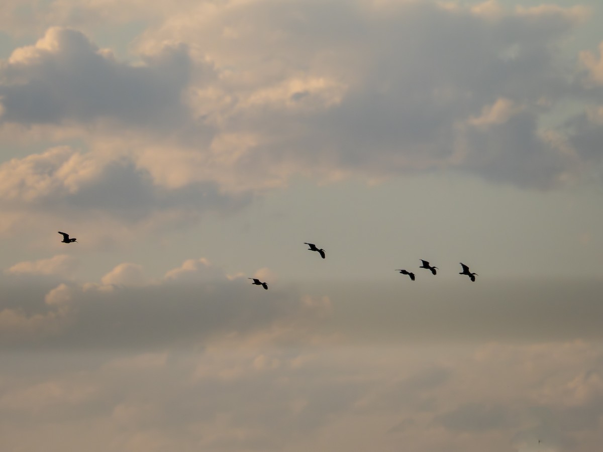 Ibis Afeitado - ML647142359