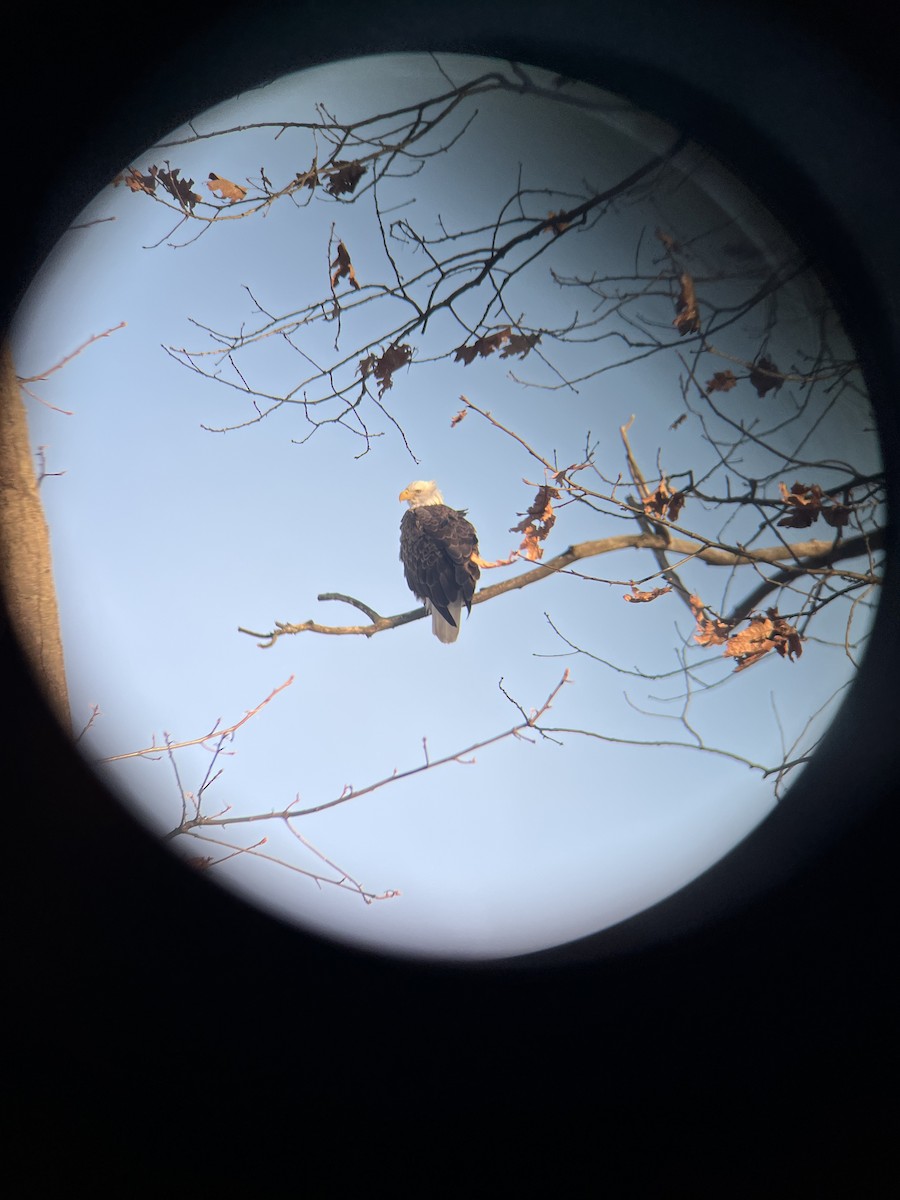 עיטם לבן-ראש - ML647142360