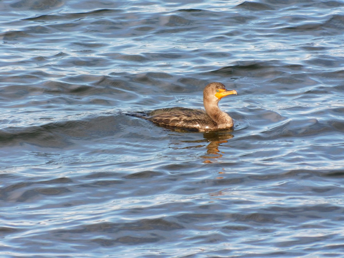קורמורן אמריקני - ML647142362