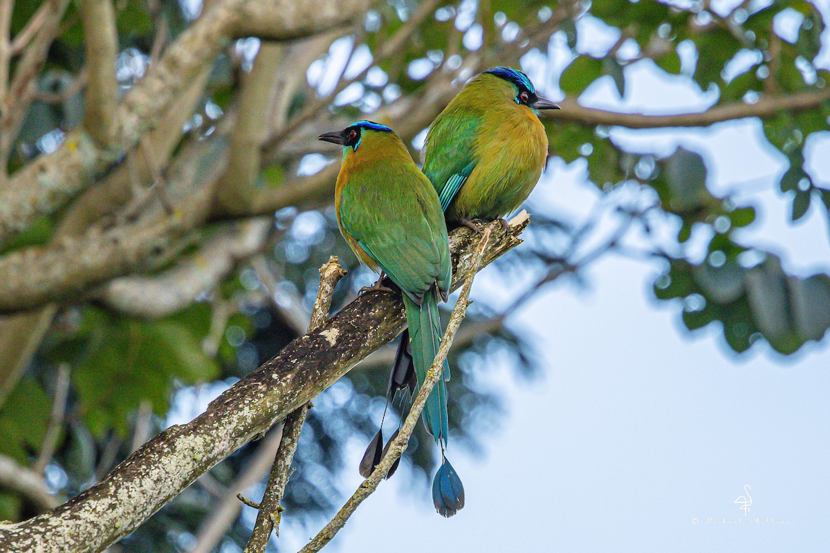 Lesson Motmotu - ML647142368