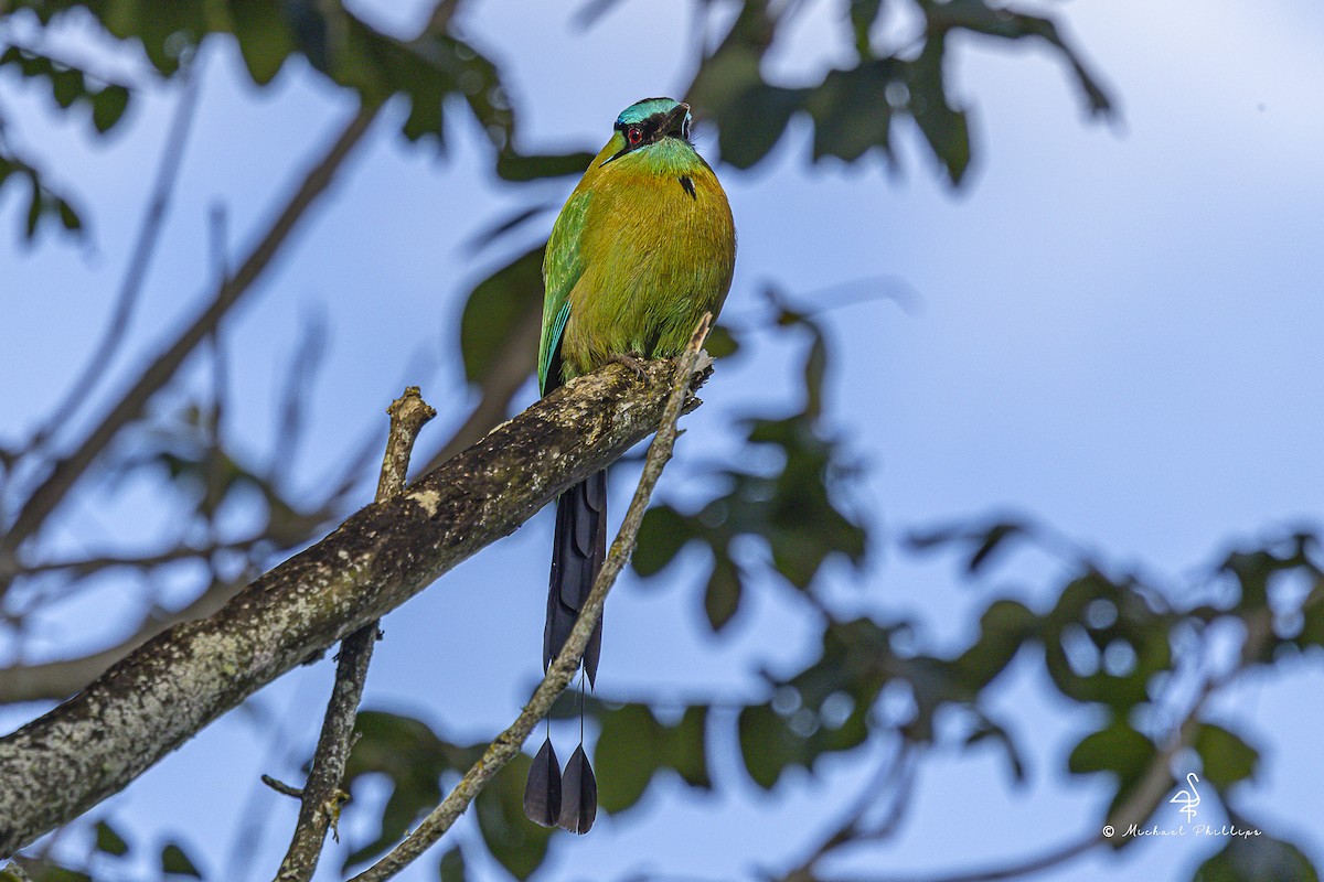 Lesson Motmotu - ML647142369