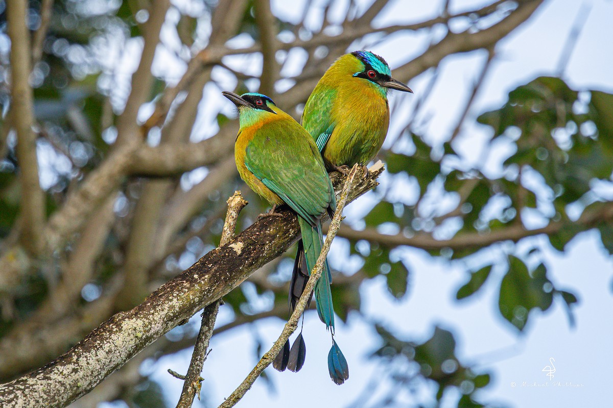 Lesson Motmotu - ML647142370