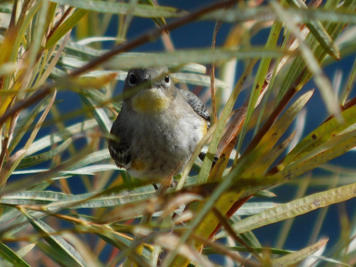 סבכון הכתר - ML647142373