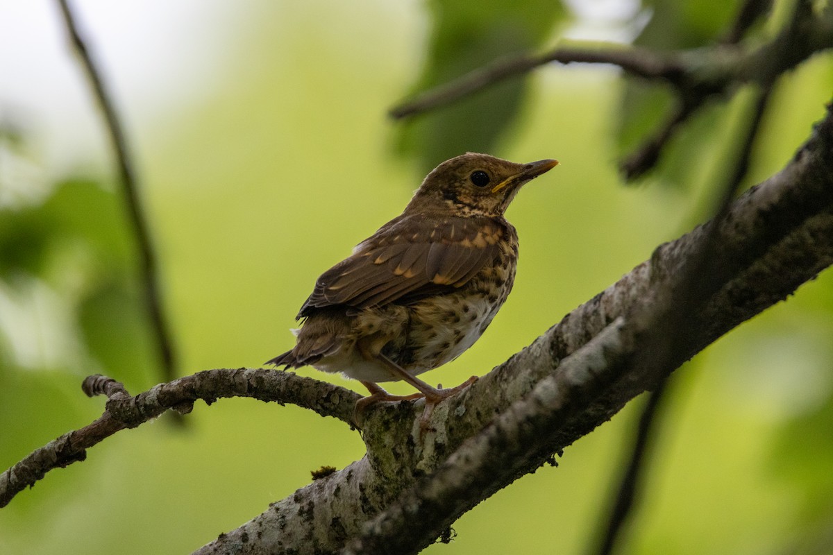 Song Thrush - ML647142375