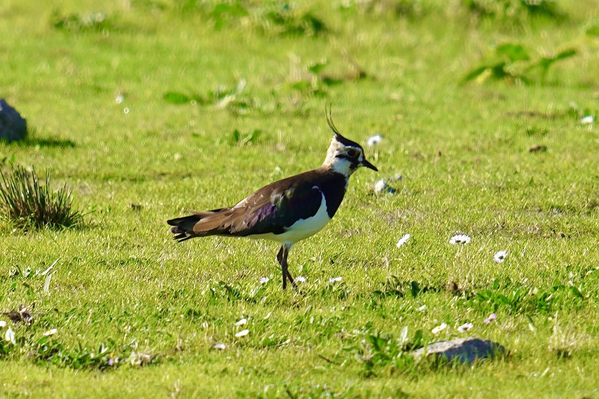 Northern Lapwing - ML647142376