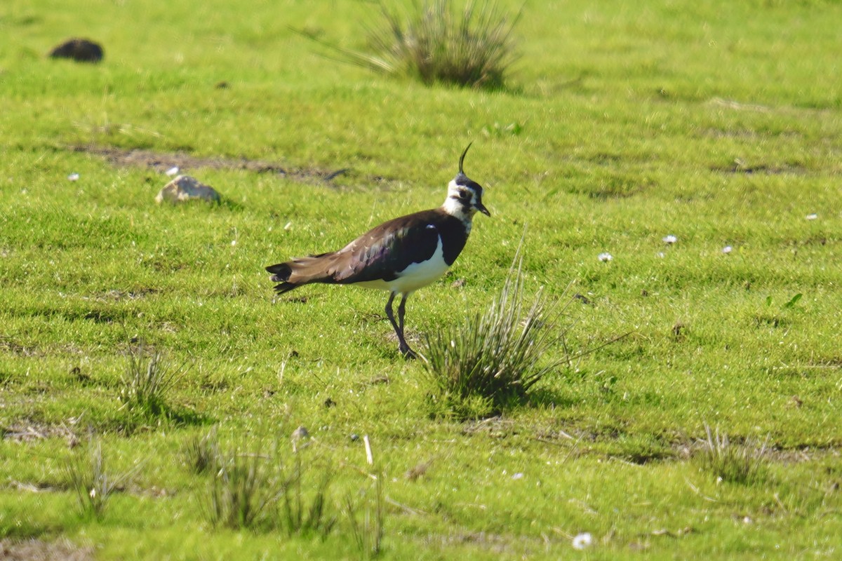 Northern Lapwing - ML647142377