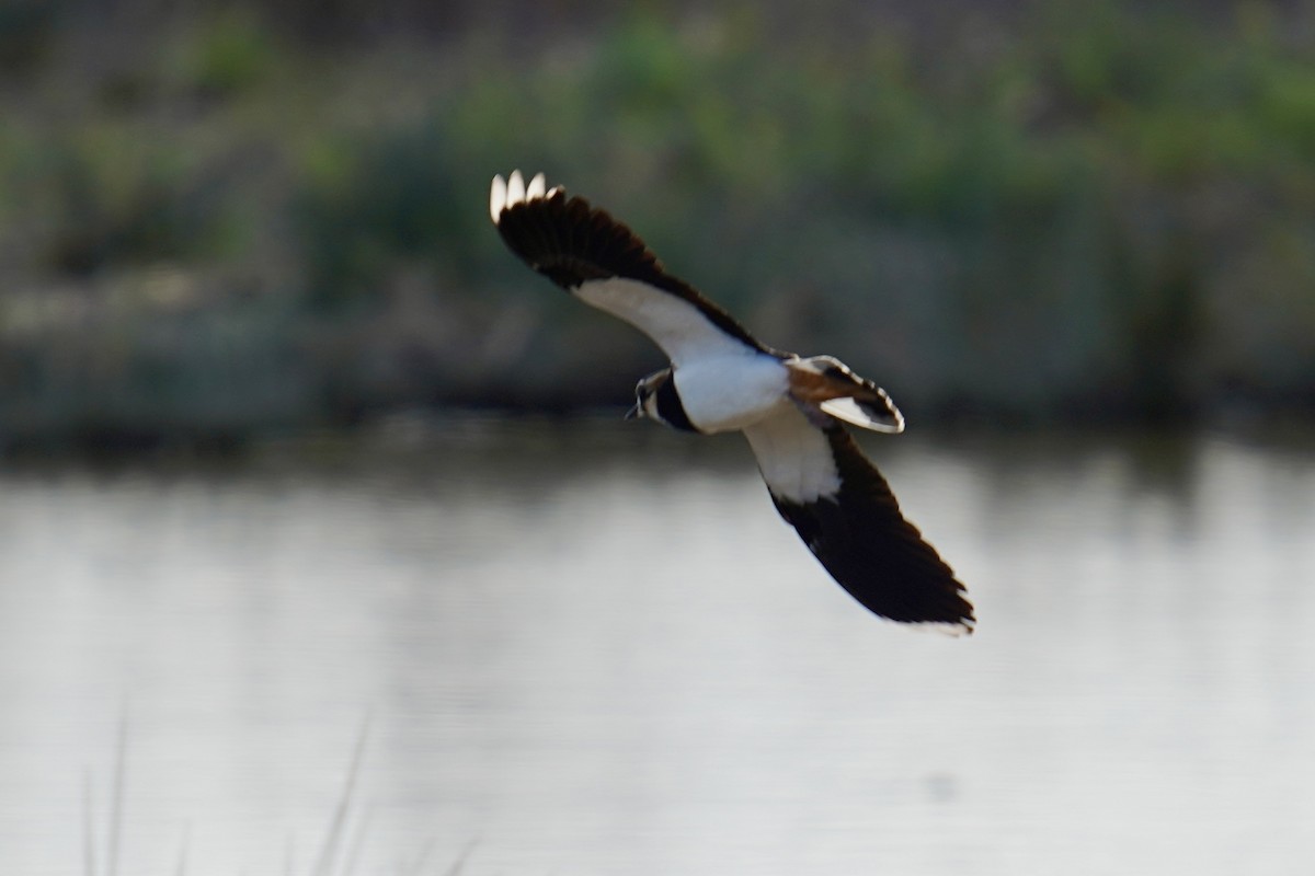 Northern Lapwing - ML647142378