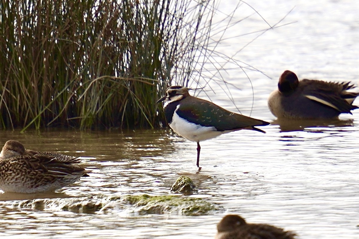 Northern Lapwing - ML647142379