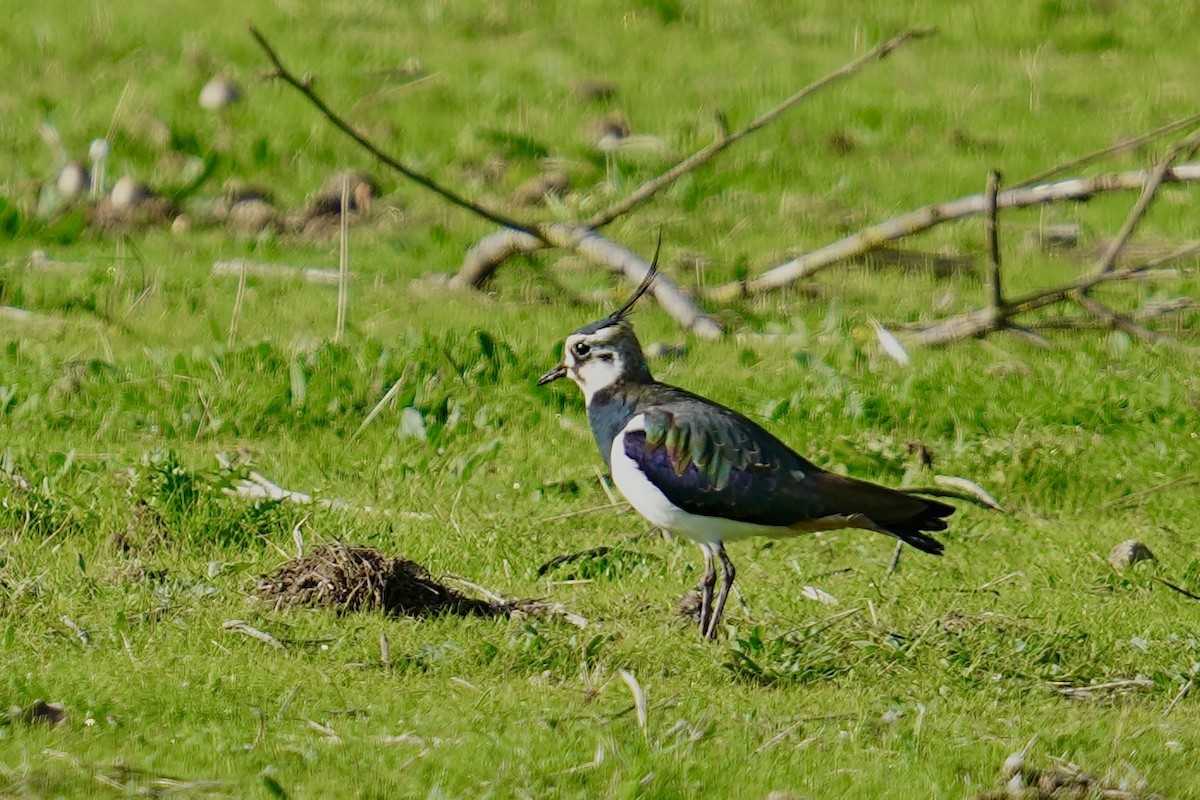 Northern Lapwing - ML647142380