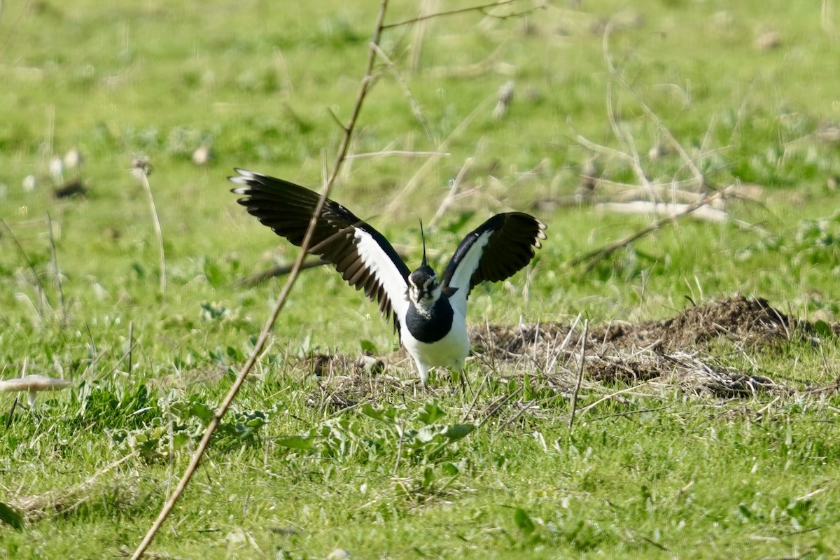 Northern Lapwing - ML647142381
