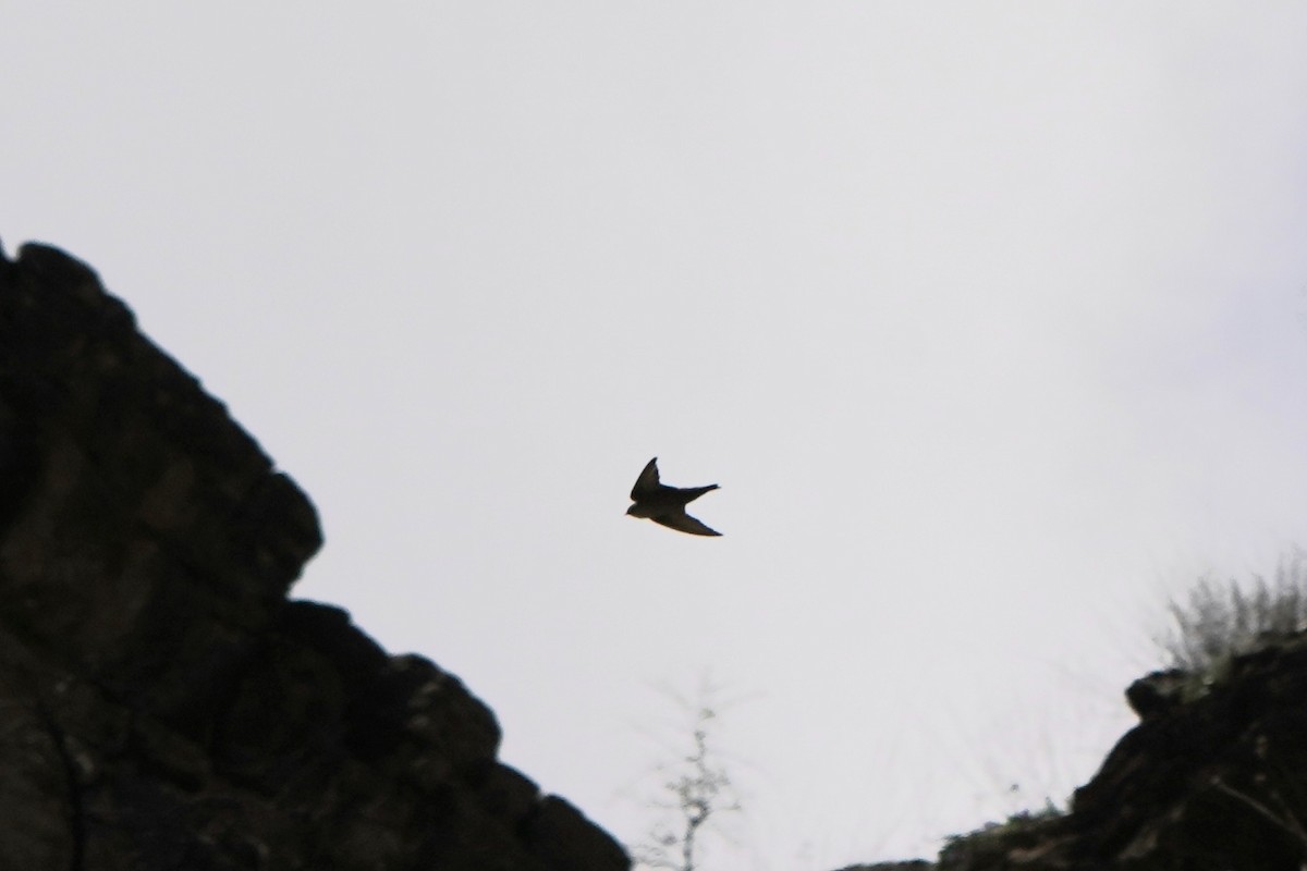 Скальная ласточка - ML647142385