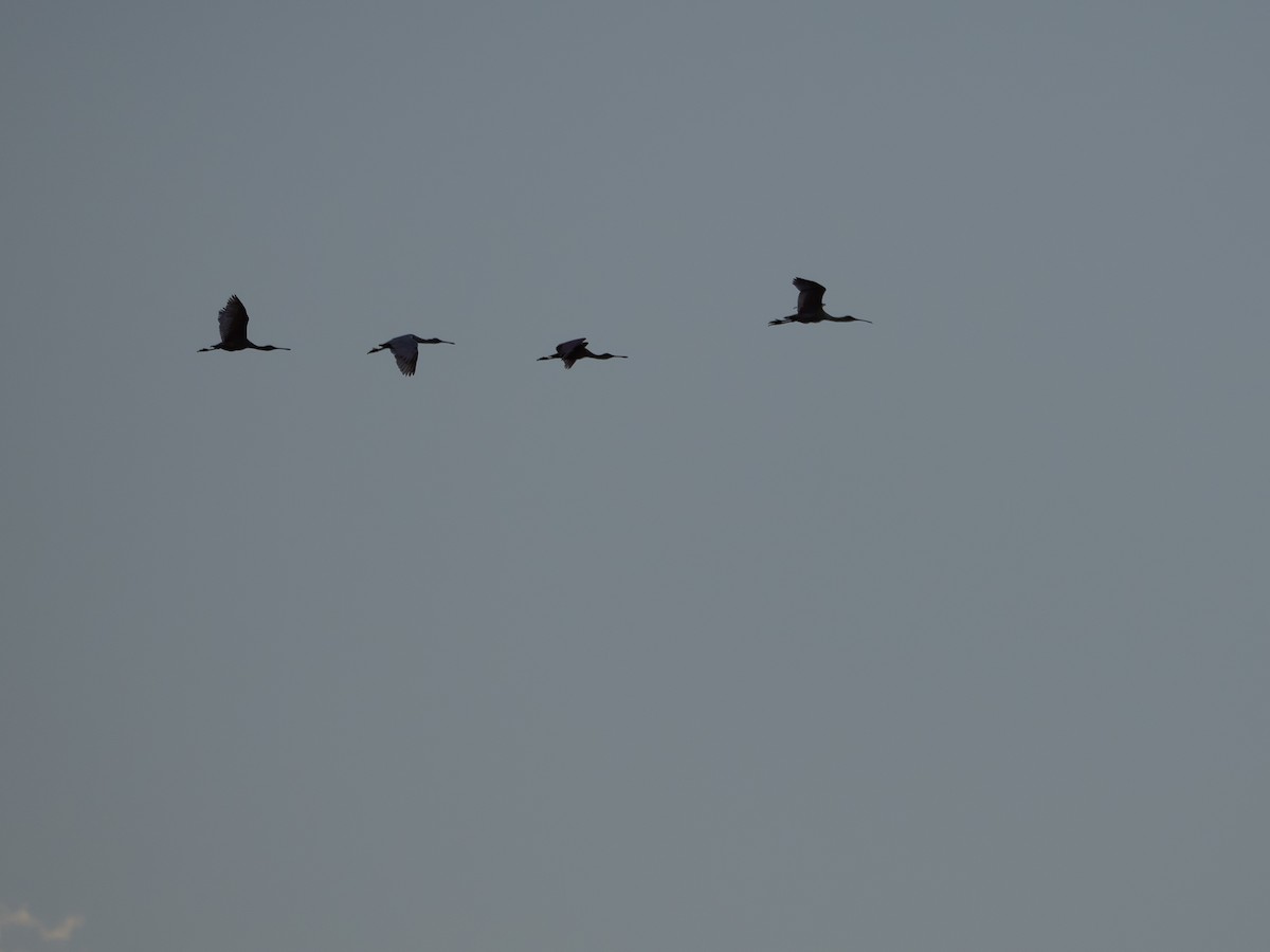 Roseate Spoonbill - ML647142389