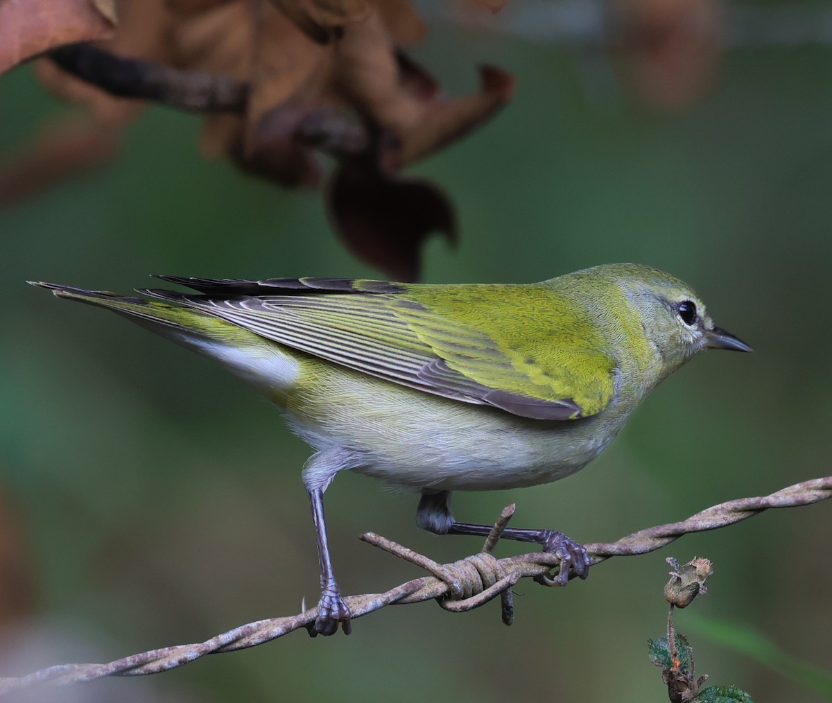 Tennessee Warbler - ML647142392