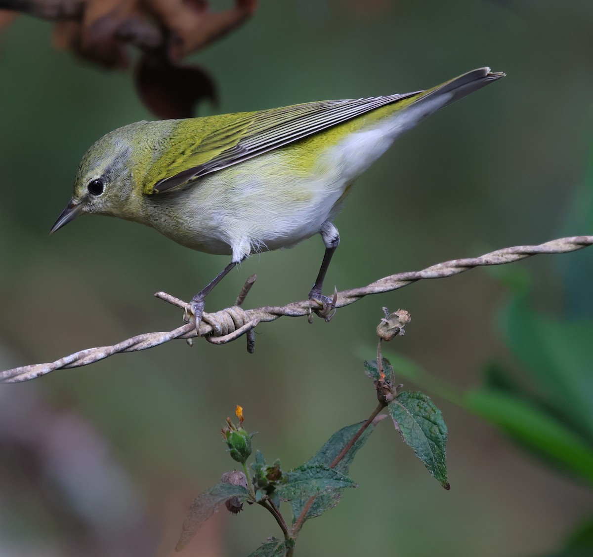 Tennessee Warbler - ML647142393