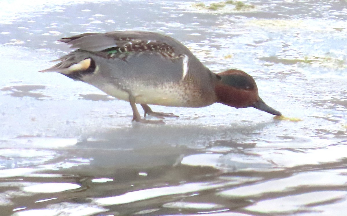 Green-winged Teal (American) - ML647142394