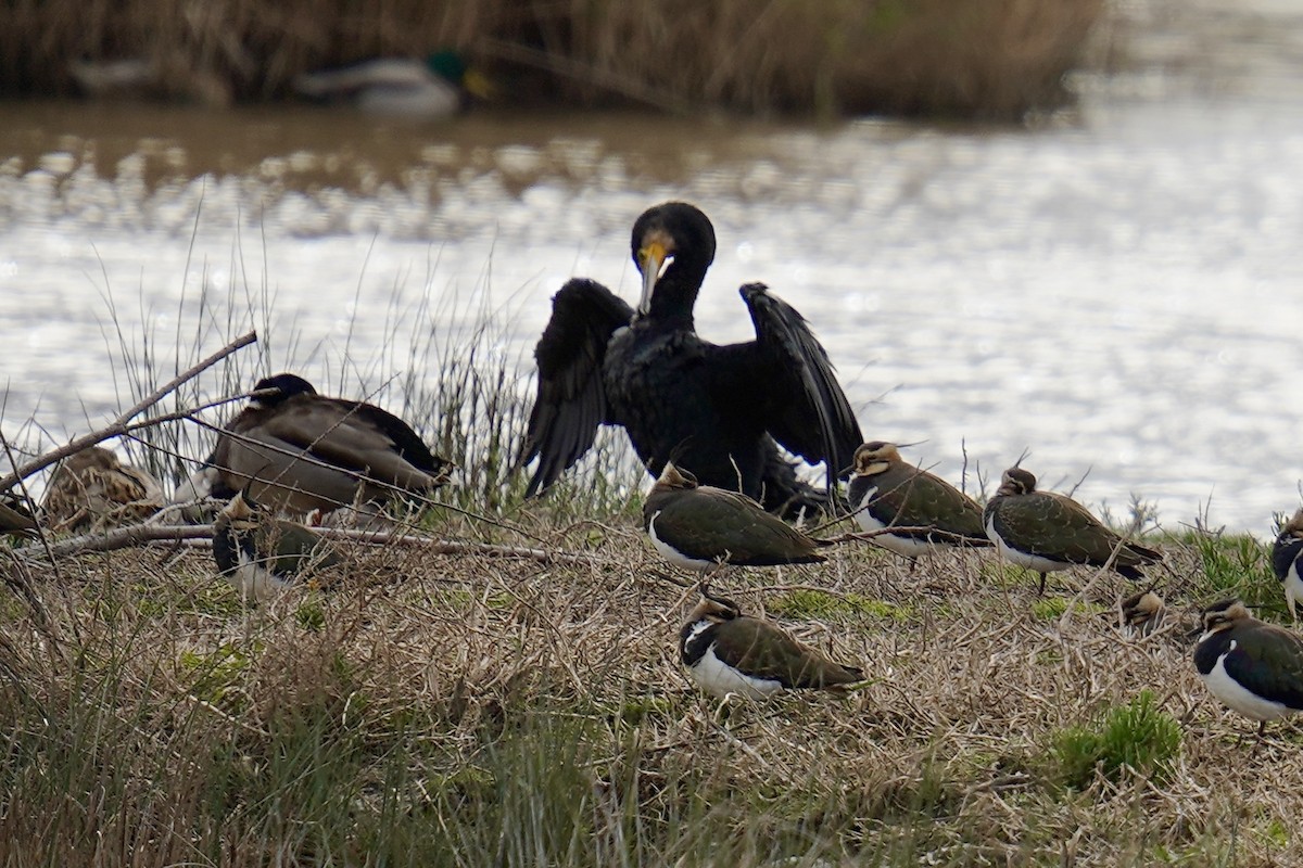 kormorán velký - ML647142395