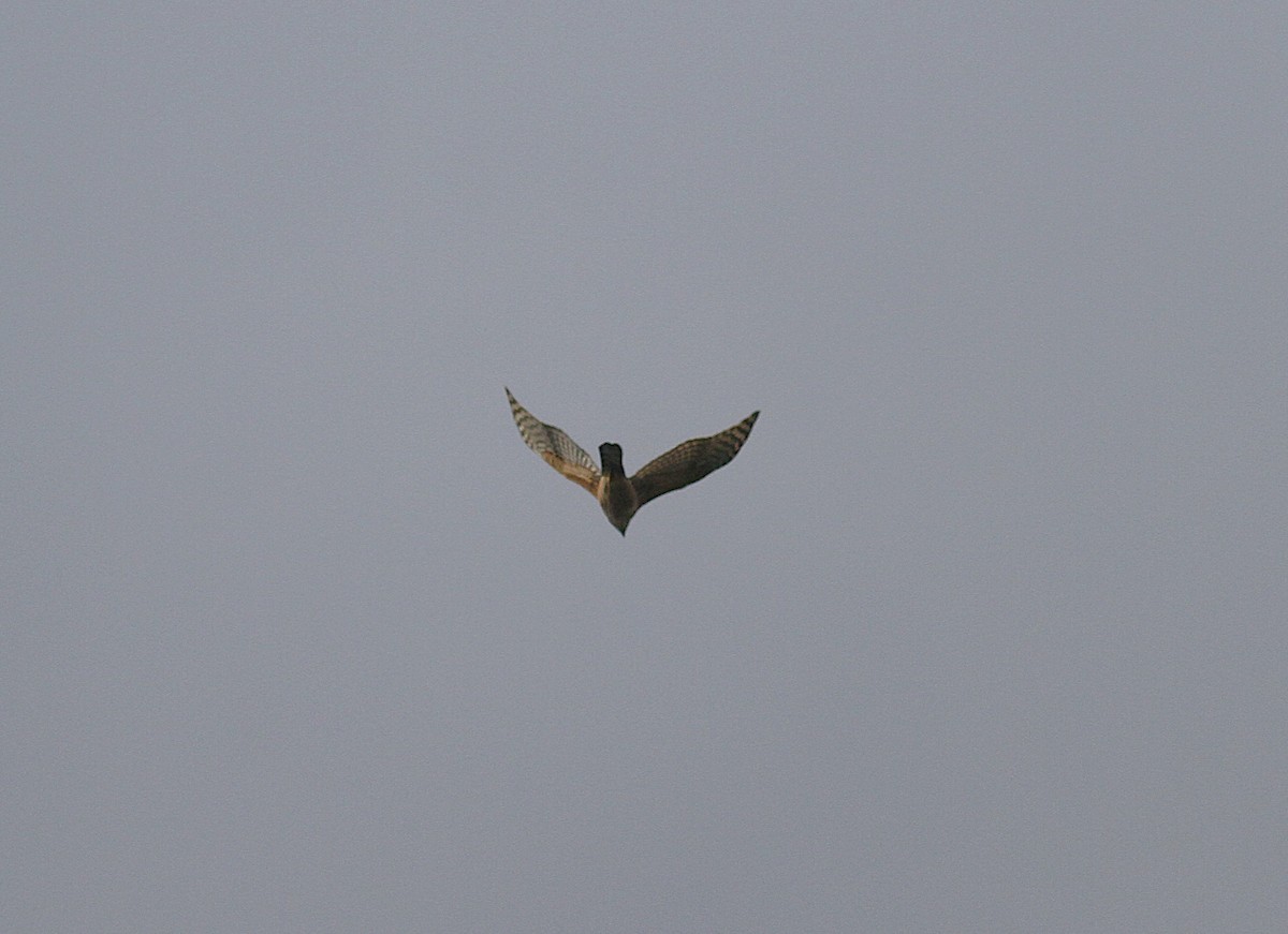 hønsehauk - ML647142397