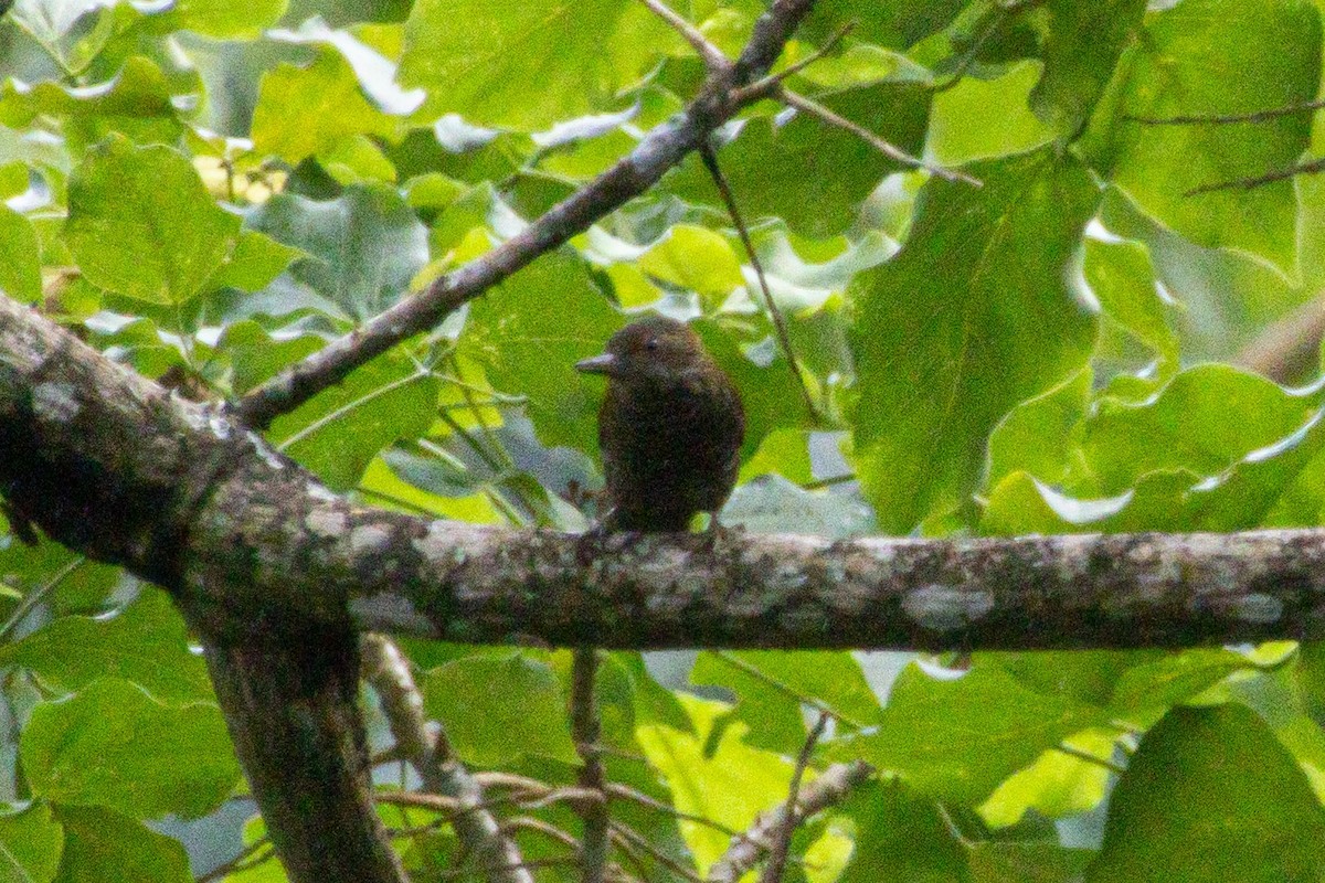 Barred Antshrike - ML647142398