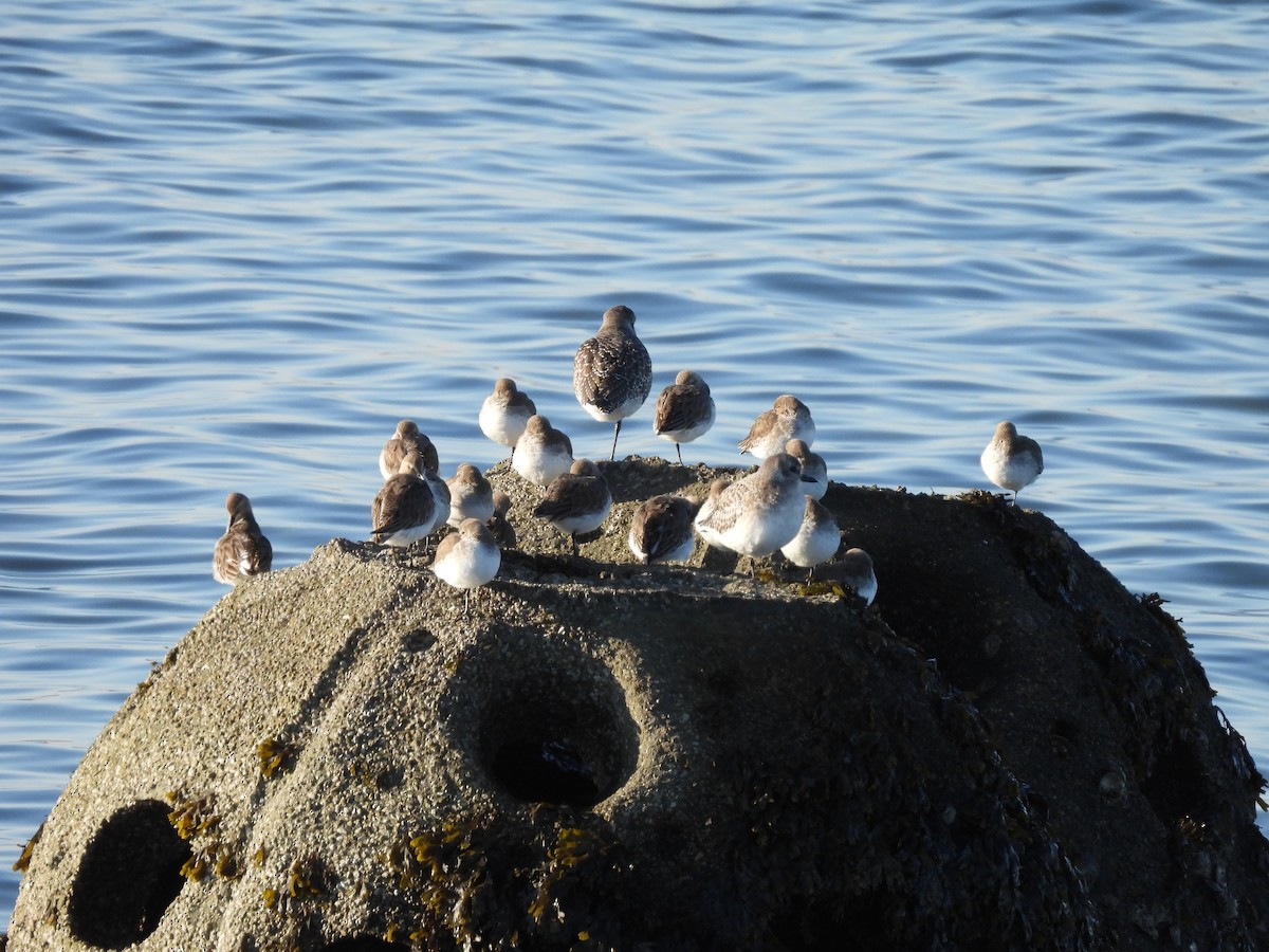 חופית אלפינית - ML647142401