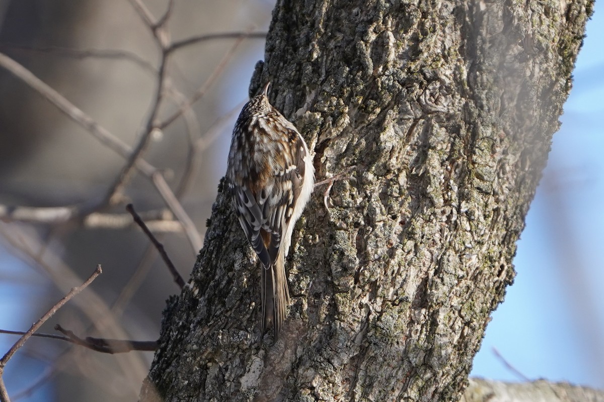 Brown Creeper - ML647142402