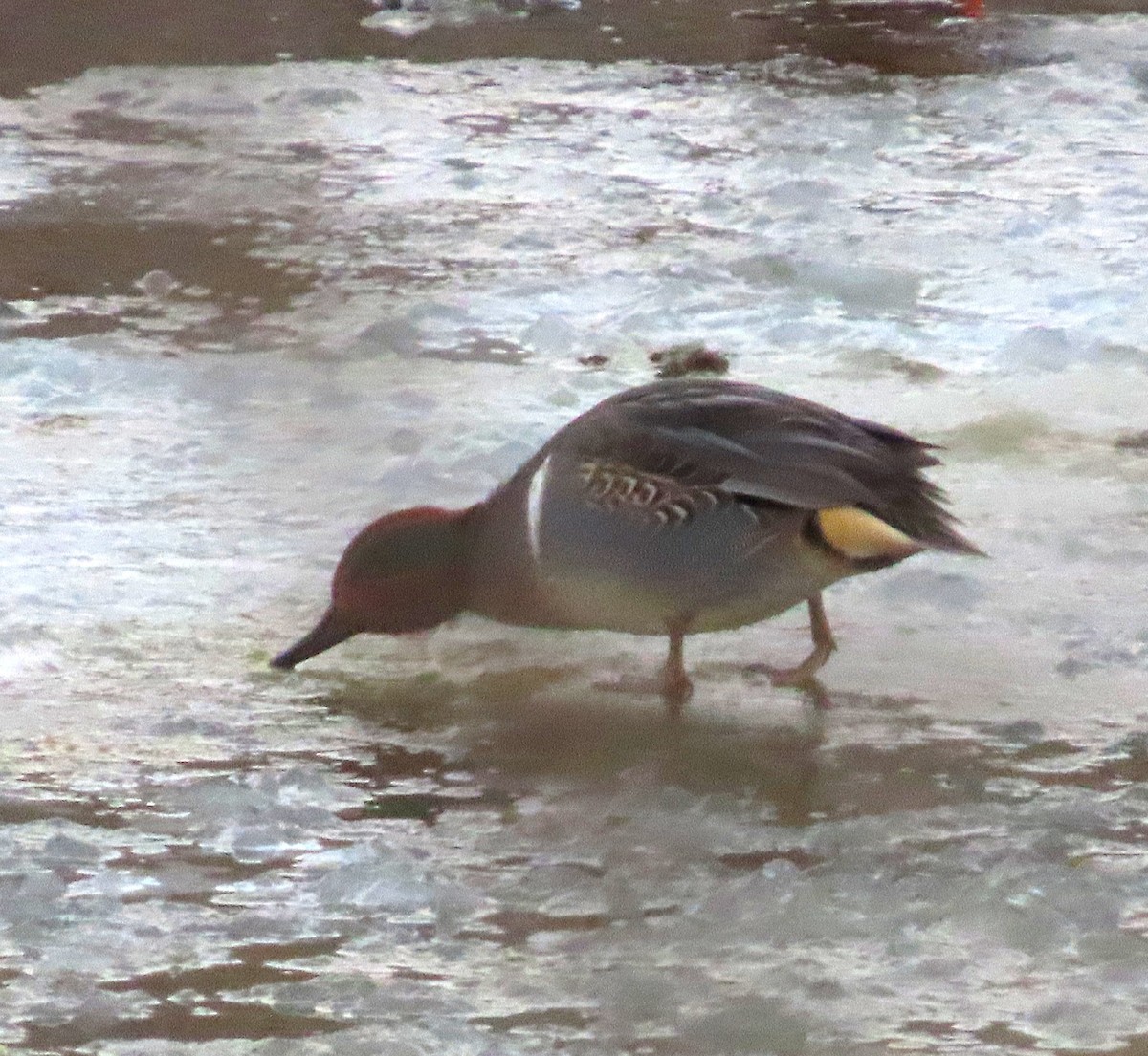 Green-winged Teal (American) - ML647142403