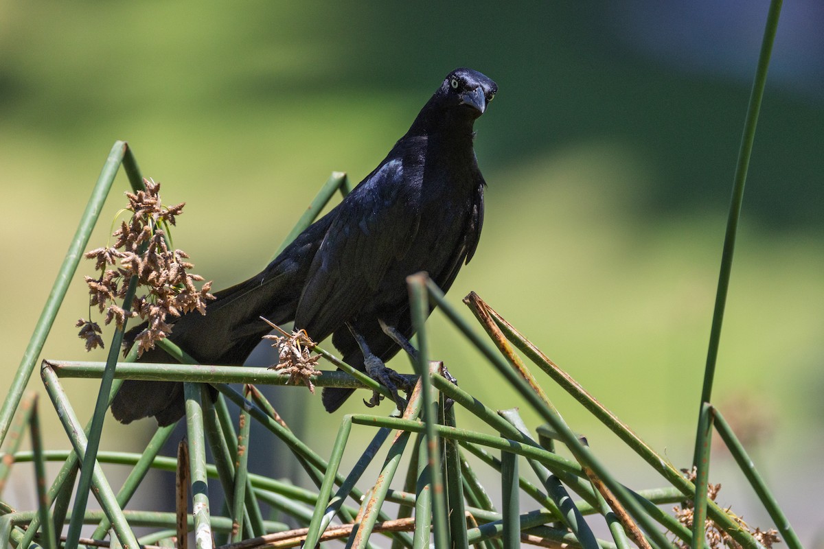 Great-tailed Grackle - ML647142405