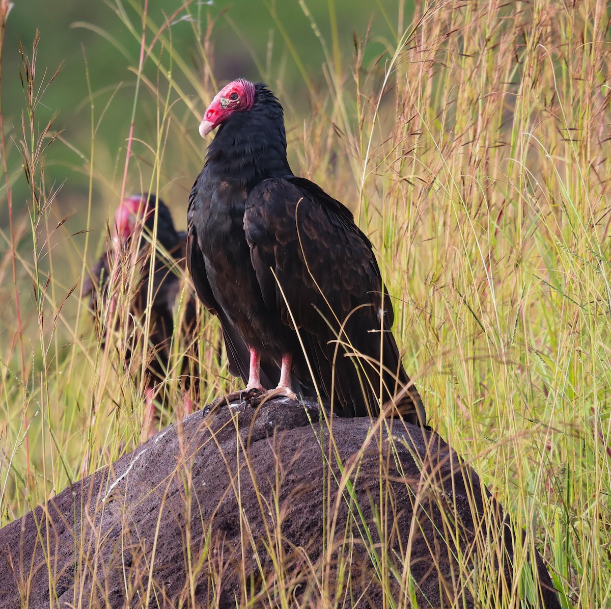 Turkey Vulture - ML647142411