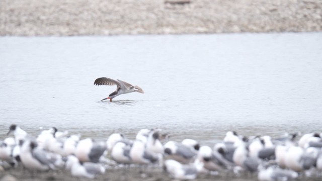 Black Skimmer - ML647142412
