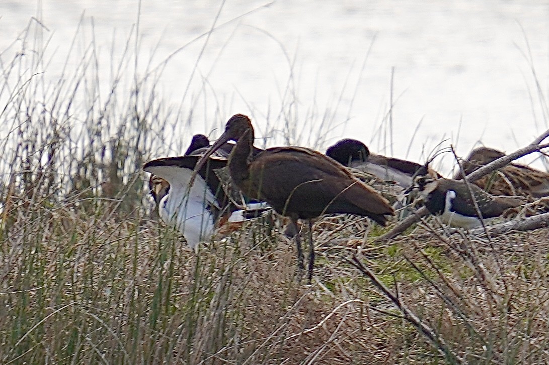 Glossy Ibis - ML647142416