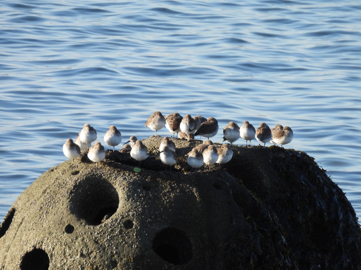 חופית אלפינית - ML647142419