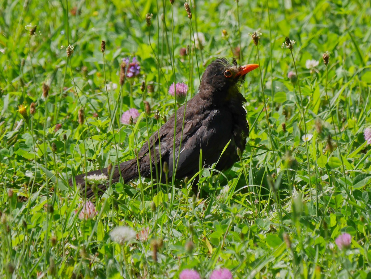 Eurasian Blackbird - ML647142421