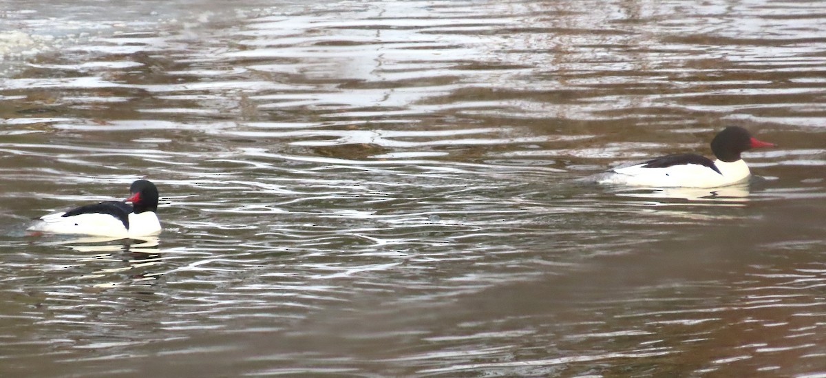 Common Merganser - ML647142422